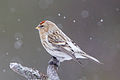 Profile Photo of Arctic redpollon Wikipedia