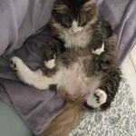 Profile Picture of Steve Tittle (@hawaiianizfan) on Instagram