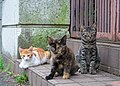 Profile Picture of Moggyon Wikipedia