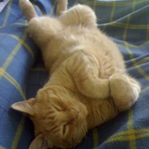 Profile Picture of Mark Goncalves (@291669720) on Myspace