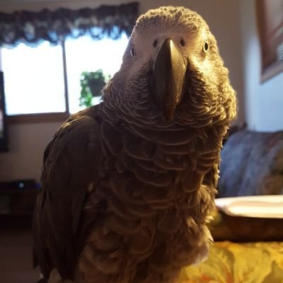 Profile Picture of Jean Chapman (@Chapfam55) on Twitter