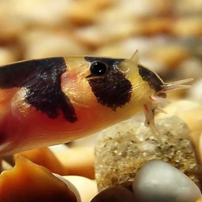 Profile Picture of Brad Cullen (@loachbc) on Twitter