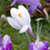 Profile Picture of iPri (@iPri) on Flickr