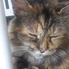 Profile Picture of Cindy Schultz (@CindySc70381825) on Twitter