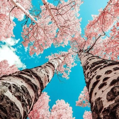 Profile Picture of Vincent Gu (@VinceGuK) on Twitter