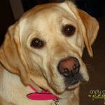 Profile Picture of Suzanne Gillespie (@soosieq) on Pinterest