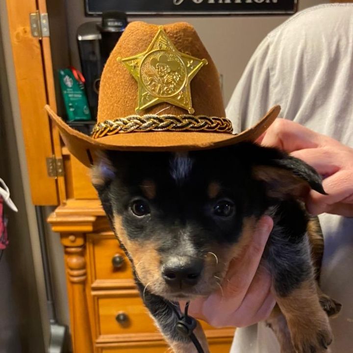 Profile Picture of Bucky (@buckythecowboy) on Tiktok
