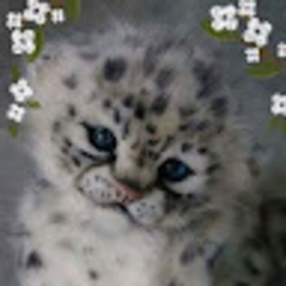 Profile Picture of Lisa Coffman (@lisacoffman7) on Poshmark