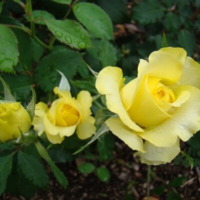 Profile Picture of 양영혜 (@borayang1228) on Twitter