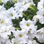 Profile Picture of Sarah (@sjso) on Instagram