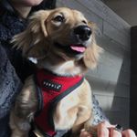 Profile Picture of Opal The Smol Bean (@opalthelongdox) on Instagram