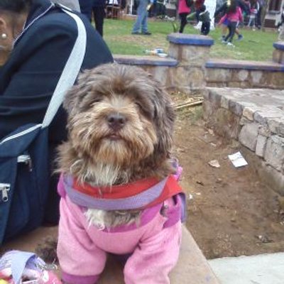 Rosa Araujo - Twitter Profile Picture of Rosa Araujo (@fdeac93ada804ca) on Twitter