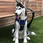 Profile Picture of Storm E. Williams (@stormontherun) on Instagram