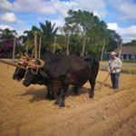 Profile Picture of Finca Hector Luis Prieto (@hhabanocuba) on Instagram