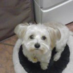 Profile Picture of Toby Bandit Adamson (@toby.adamson2009) on Instagram