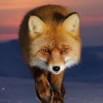 Profile Picture of Andrew Champion (@andrew.champion.5099) on Facebook