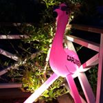 Profile Picture of La Flama Blanca (@kenneth_the_flammingo) on Instagram