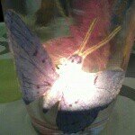 Profile Picture of Tina Ar (@tinaarmbruster) on Instagram