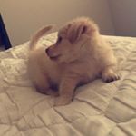 Profile Picture of Buddy (@buddy.prince.2k17) on Instagram