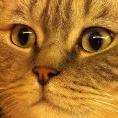 Profile Picture of Bob Ling (@Blanc_du_Blanc) on Twitter
