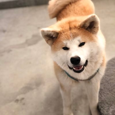 Profile Picture of Dustin Yee 205 (@DustinLiu14) on Twitter