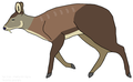 Profile Photo of White-bellied musk deeron Wikipedia