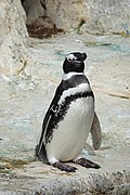 Profile Picture of Magellanic penguinon Wikipedia