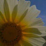 Profile Picture of Jodi Jeffries (@jdj805) on Instagram