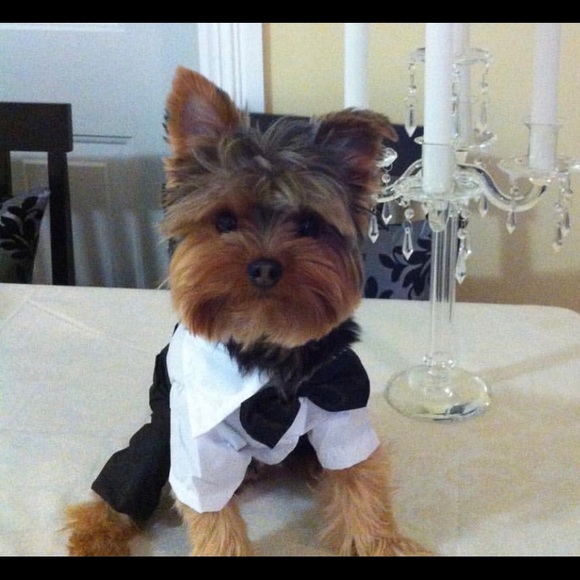 Profile Picture of Michael Infante (@minfante0803) on Poshmark