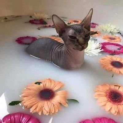 Profile Picture of JakeTheWeirdo (@sitton_jacob) on Twitter