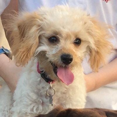 Profile Picture of Amy David (@jackndaisy) on Twitter