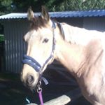 Kim Purvis - Instagram Profile Picture of Kim Purvis (@k_n_equine) on Instagram