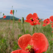 Profile Picture of Mark Dofflemyer (@bucknlily6738) on Youtube