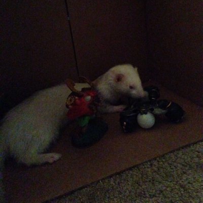 Profile Picture of Zachary Pinto (@pinto_zachary) on Twitter