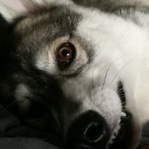 Profile Picture of Karl Perreault (@PerreaultKarl) on Twitter