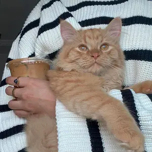 Profile Picture of لو كان خيرا لبقي💙🌏 (@shimoo921) on Tiktok