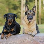 Profile Picture of Oscar_German_Shepherd (@oscar_german_shepherd313) on Instagram