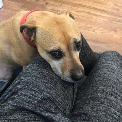 Profile Picture of Amanda LeBaron (@AmandaLeBaron) on Twitter