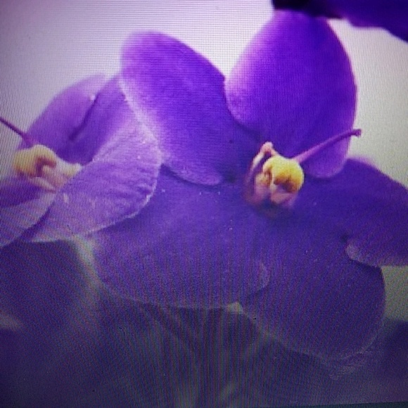 Profile Picture of Danielle Dunlap (@demo1913) on Poshmark