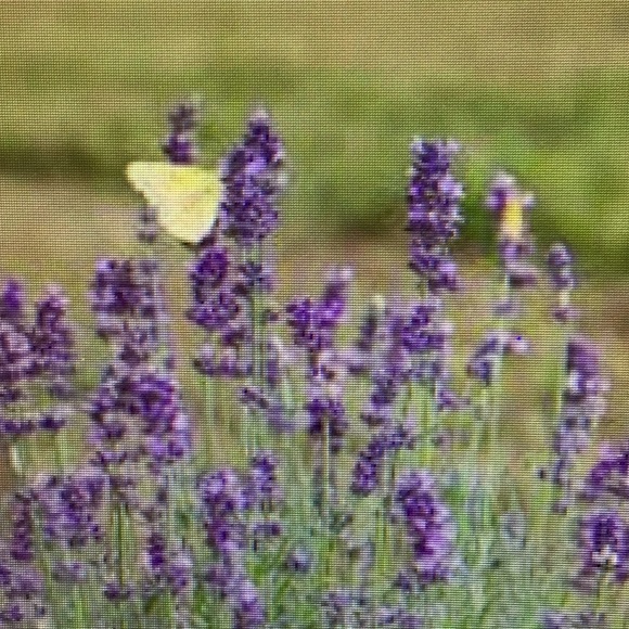 Karen Nikodem - Poshmark Profile Picture of Karen Nikodem (@farmer734) on Poshmark