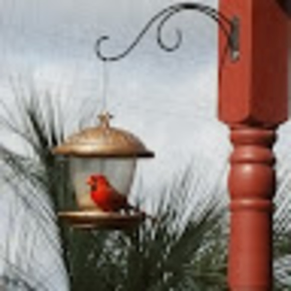 Profile Picture of Debbie Pedigo (@debbie_pedigo) on Poshmark