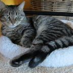 Profile Picture of Debbie Jeffery-Anderson (@samrowdy) on Pinterest