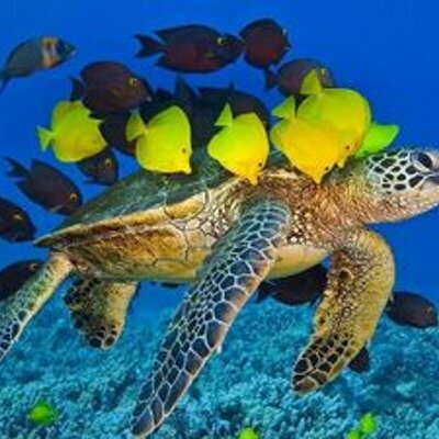 Tracey Garrett - Twitter Profile Picture of Tracey Garrett (@garrett8500) on Twitter