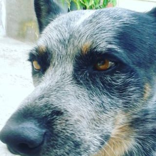 Profile Picture of Guillermo Perez I (@GuillermoPI64) on Twitter