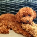 Profile Picture of Toni Arena_Alibrandi (@toni_arena) on Instagram