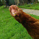Profile Picture of Richard McKillop (@skyhiyatrist) on Instagram