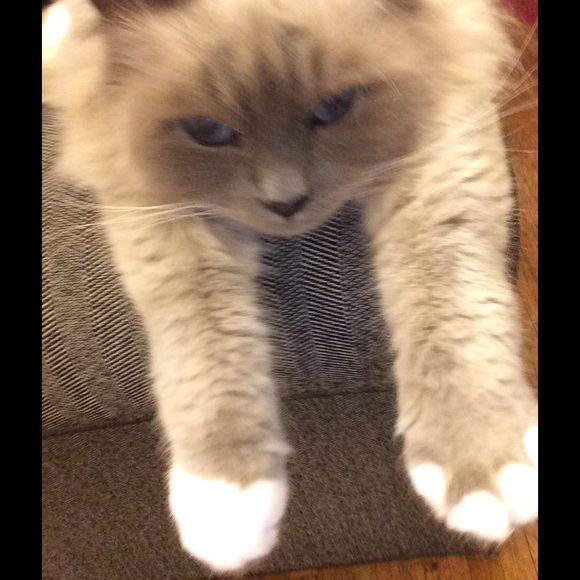 Profile Picture of Lauren Jamison (@laurendaniellet) on Poshmark