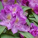 Profile Picture of Amanda Jackson Godbee (@nanamandy) on Instagram