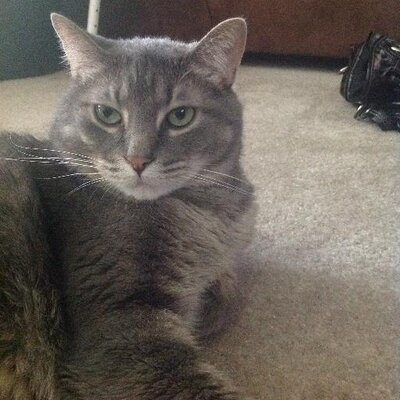 Profile Picture of Andrea Goulette (@AndreaGoulette) on Twitter