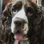 Profile Picture of Bruno springer spaniel. (@sandra_bernal_sandy) on Instagram